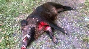 Cinghiale ferito