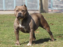 Pitbul