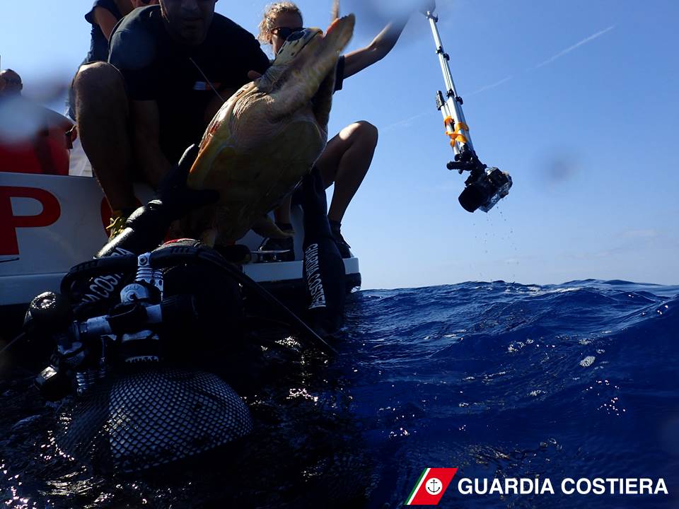 Tartaruga Goccia 2