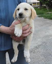 cane cucciolo