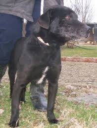 cane nero