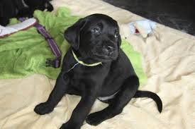 cucciolo di cane nero