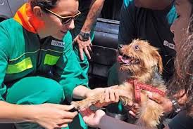 veterinario