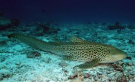 Acquario, arriva lo squalo zebra