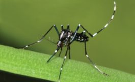 Lotta alle zanzare: i comportamenti da tenere
