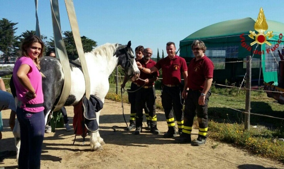 Cavallo rimesso in piedi dalla gru