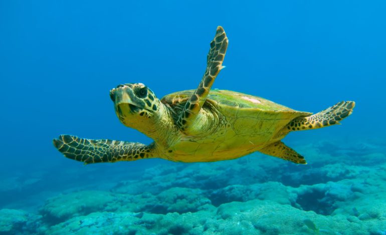 Tre Ponti, rilasciata in mare “Erica CeGia” la tartaruga Caretta caretta