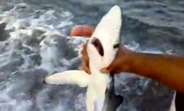 "Cucciolo” di squalo all'amo a due miglia dalla costa