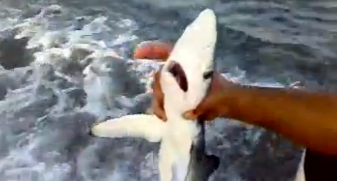 “Cucciolo” di squalo all’amo a due miglia dalla costa