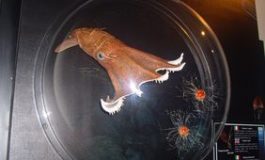Si Inaugura la Mostra Abissi al Museo di Storia Naturale