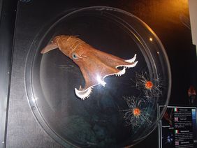 Si Inaugura la Mostra Abissi al Museo di Storia Naturale