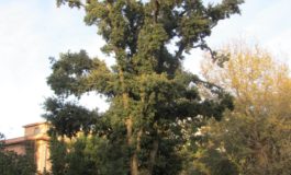 Lipu: evitare potature drastiche agli alberi cittadini