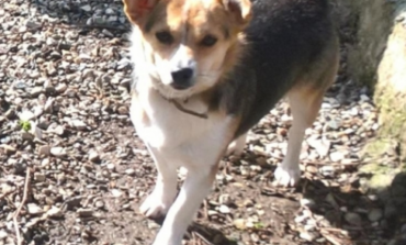Ritrovati tre cagnolini. Due maschi e una femmina