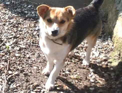Ritrovati tre cagnolini. Due maschi e una femmina