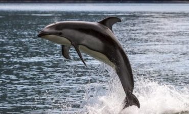 Un delfino tiene Pisa sulle “Spallette”
