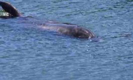 E' malato il delfino "pisano". Presto tornerà in mare
