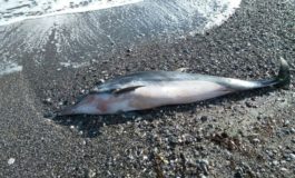 Carcassa di delfino a Quercianella