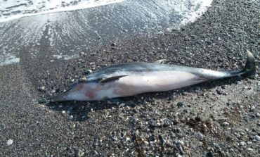 Carcassa di delfino a Quercianella