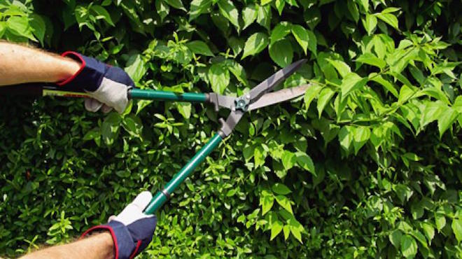 Rifiuti: raccolta gratuita delle potature e sfalci da giardino