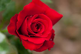 Fioristi: a San Valentino non rinunciare ad una rosa