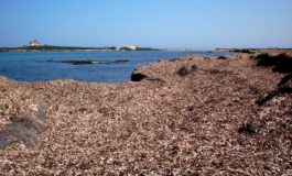 Velo: "La posidonia va gestita al meglio"