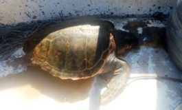 Salvate due  tartarughe marine intrappolate nelle reti a Livorno e Vada