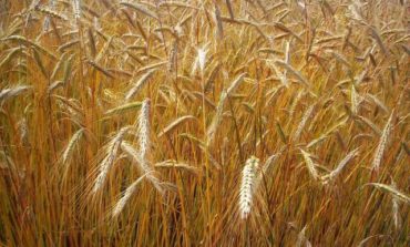 Dai contadini etiopi il segreto per produrre colture di miglior grano