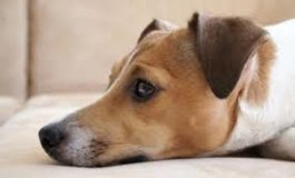 Ritrovato un Jack Russel non chippato