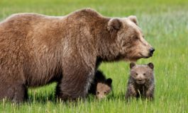 Animalisti: no alla caccia all'orso