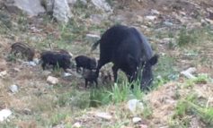 Peste suina in Toscana, nel 2026 individuati 645 focolai nei cinghiali