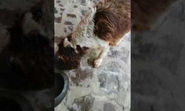 Tra le vittime anche animali domestici (VIDEO)