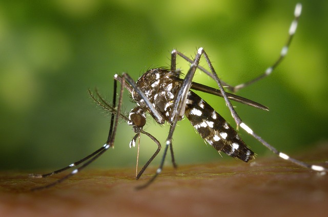 Zanzare, interventi mirati in zone pubbliche
