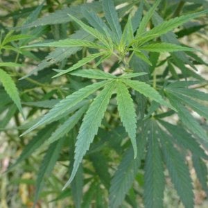 Coltivazione di marijuana in serra, nei guai 30enne livornese
