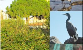 Ecologia urbana, la rivista nata a Livorno compie 30 anni