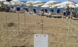 Monitoraggio h24 per il nido di tartaruga Caretta caretta a Castiglioncello