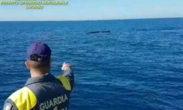 Balene avvistate a Isola d'Elba
