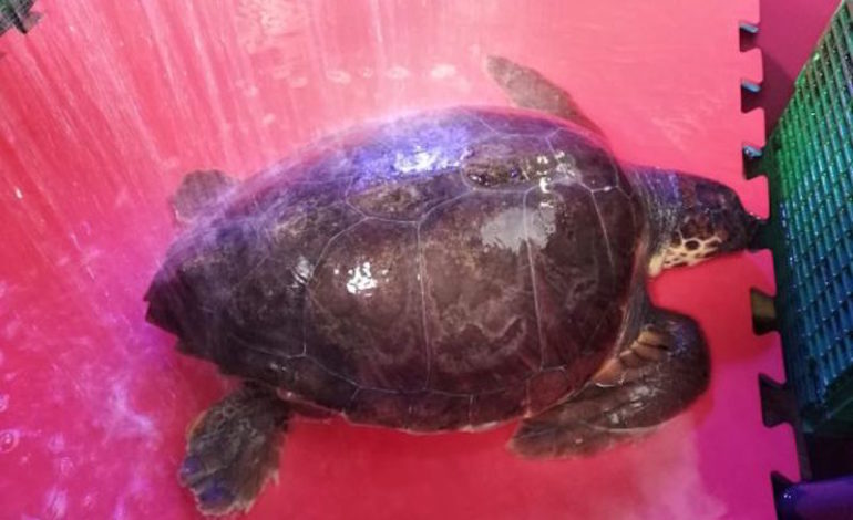 Salvata tartaruga marina intrappolata in una rete