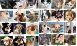 "Obiettivo: zero cani (in canile). L'importanza di un canile comunale in città come fulcro culturale e sociale”