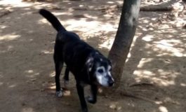 Il cane Tommy trova casa