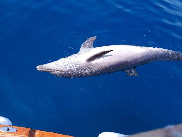 Un altro delfino morto nelle acque di Livorno, 35 in tutta la costa Toscana