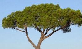 Abbattimento pini a Stagno: le obiezioni della Lipu