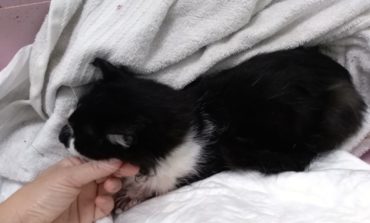 Servizio veterinario del Comune: soccorso gattino investito