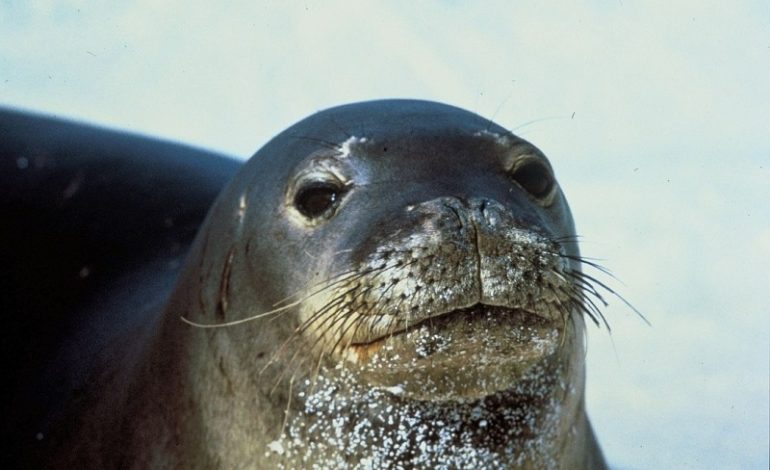 Avvistata foca monaca intorno all’Isola di Capraia, chiuso un tratto di mare