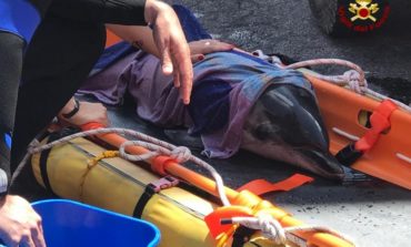 Delfino tra gli scogli senza vita, il cucciolo resta vicino alla madre: salvato