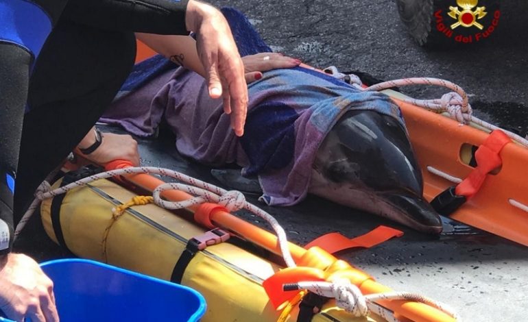 Delfino tra gli scogli senza vita, il cucciolo resta vicino alla madre: salvato