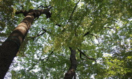 Livorno sempre più verde: sono oltre 23mila gli alberi in città