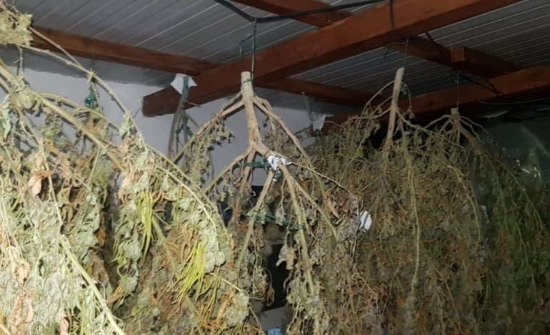 Coltivavano oltre 100 piante di marijuana in casa. Arrestati due livornesi