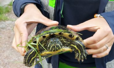 Recuperate 4 tartarughe acquatiche abbandonate nella vasca della Stazione