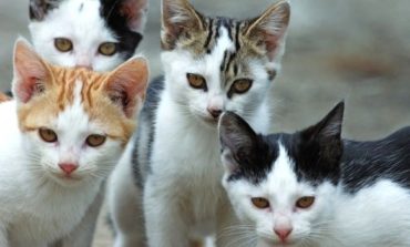 Atti criminali sui gatti, taglia di 3mila euro sui colpevoli