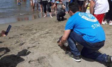 La tartaruga Caretta caretta "Pan" torna in mare